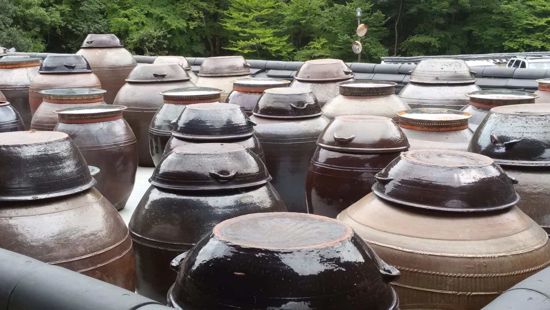 A large outdoor grouping of lidded ceramic onggi fermentation jars in Yangsan, Gyeongsangnam-do, with trees behind them.